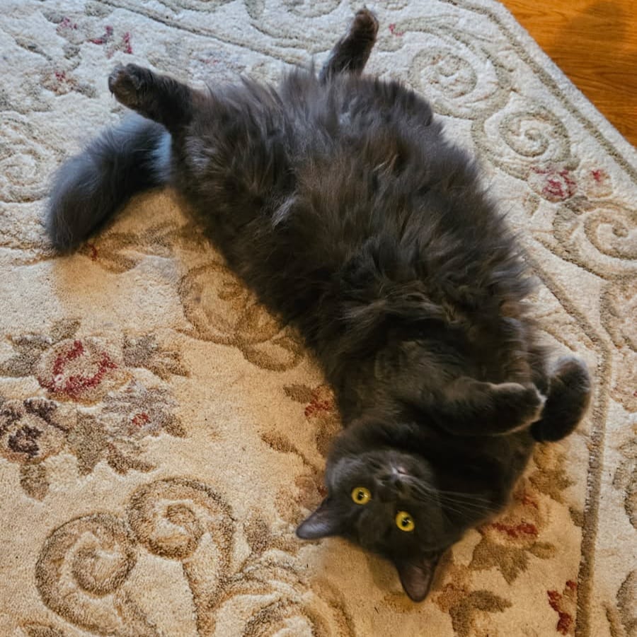 Portillo's Family third cat